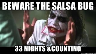 Salsa Bug